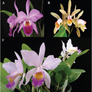 Cattleya